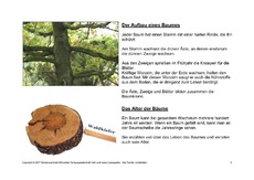 Bäume-Lesetext-3.pdf